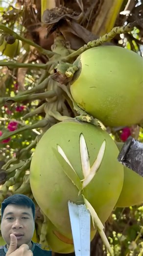 Is this method of extracting coconut water effective? It's quite unique. #fruit #satisfying #new
