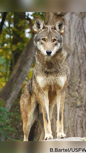7.8K views · 907 reactions | Red wolves are a critically endangered...
