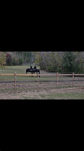 💟Lovely weather still lingers around and horses peacefully exist. Noni and Nindy are besties since the very second Nindy landed in our place. And by landing I mean, this horse has been in more countries than most people. But also so did Nitro, and of course he cannot go unnoticed the spunky full of character boy he is 💟 | BLISS FARM