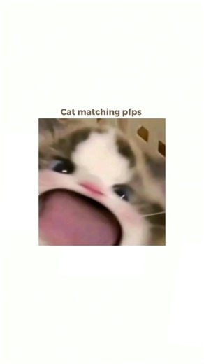 Cute Cat Matching Profile Pictures