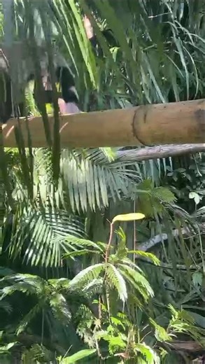 Want some banana? #costarica