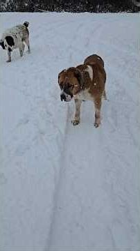 Normal dogs does exist. Central Asian Shepherd #alabai #ovcharka