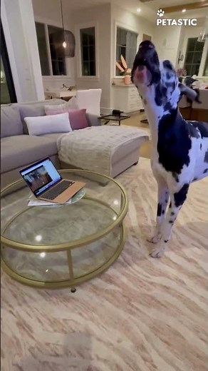 Watch This Great Dane Howl for the First Time—A Hilarious Reaction!