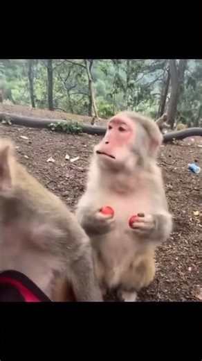 Cursed images #shorts #memes #shortmemes #discord #funny