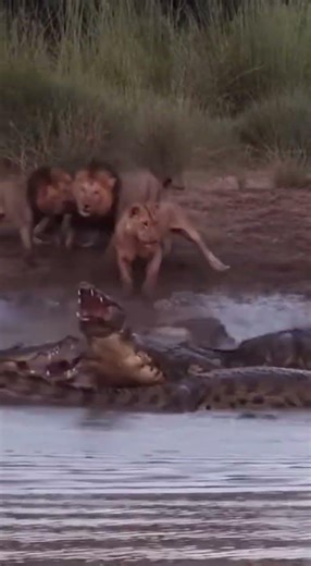 शेर और मगरमच्छ की एकता #animals #wildlife #funnyreal #