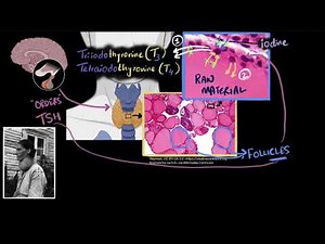 Why iodine deficiency causes Goitre? | Chemical co-ordination | Biology Class 11 | Khan Academy