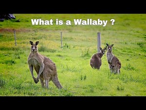 Facts About Wallaby | What is a Wallaby?