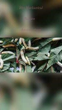 The Secret Engineering of Silkworms (ANALYSIS.) documentary bio.
