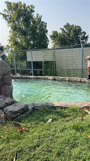 Cleaning Grizzly Bam Bam's Pool! His pool is the largest pool at the sanctuary and has a waterfall. All pools are cleaded1 to times every week. With 100 animals at the refuge can you imagine how many labor hours every week is spent cleaning pools to ensure the animals have clean pools to enjoy? Let's give a BIG SHOUT OUT to staff and interns for their hard work and dedication to caring for these majestic rescued animals. #pool #poolcleaning #hardwork #interns #intership #bear #bears #wildlife #n
