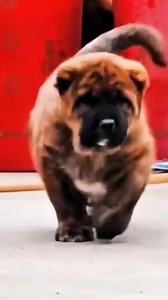 Alabama#animals #dog #alabai | All Dog Breeds