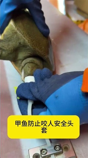 Fed up with softshell turtle bites? This protective hood solves troubles #甲魚防咬 #animals #satisfying