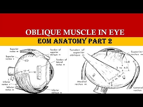 Extraocular Muscle Anatomy part 2 | SUPERIOR OBLIQUE & INFERIOR OBLIQUE MUSCLE