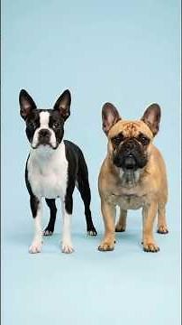 Boston Terrier + Other Breeds… What Happens? | Bio Merge