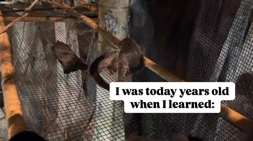 ICYMI: Two baby binturongs (also known as bintlets) were born last June! Binturongs typically have one or two babies after a brief gestation period of about 90 days. Bintlets are born with their eyes closed so they will often cling to their mother for the first few days of their lives! | Brookfield Zoo Chicago