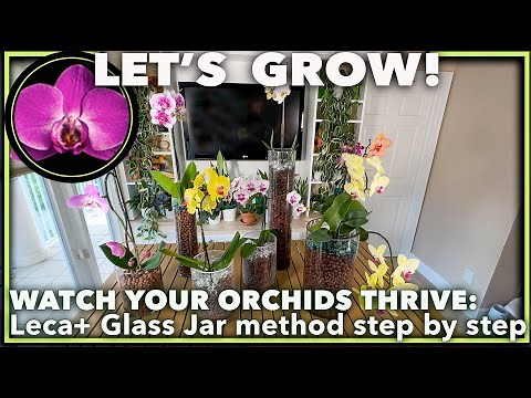 🌿 HOW TO GROW ORCHIDS IN LECA + GLASS: Ultimate Guide to Boost Blooms + Care Questions Answered!