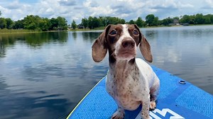 4.8K views · 1.1K reactions | SUNDAY SAILING! This summer i’m surfing on the wet stuff!! (WARNING⚠️-Mention 了and/or  and you have to buy me a pup-cup - https://www.buymeacoffee.com/meatballsdad) | Here comes Meatball | Facebook