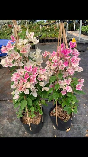 mangen damko inbox | Chenchi Sangma