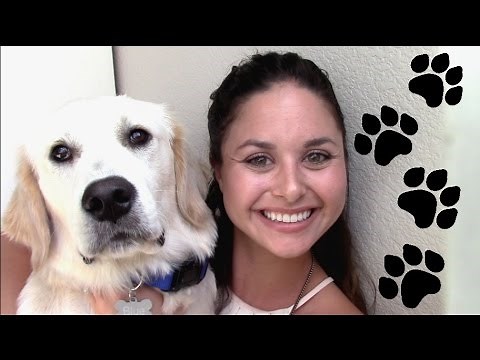 HOW TO CARE FOR YOUR DOGS AS A NURSE/NURSING STUDENT