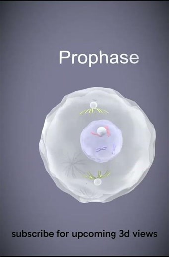 “Meiosis I in 3D 🔬 Full Visualization 😳” #shorts #biology