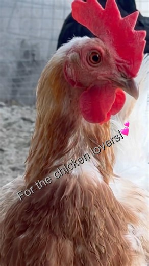 My Chickens Are Photogenic and They Know It 📸👑