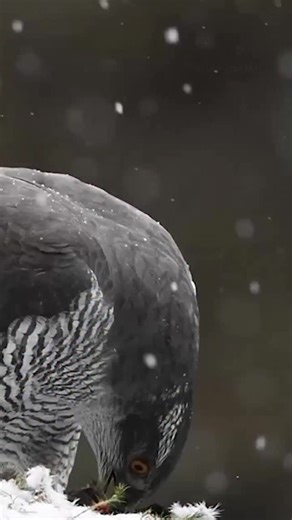 What’s could be more majestic than a goshawk feeding as the snow falls around it? 🌨️ ❄️ These top woodland predators hunt at high speed, weaving between the trees in pursuit of their prey. They are very secretive and hard to see - which makes this footage from David Main even more special! 🎥 David Main #Winterwatch ❄️ | BBC Springwatch