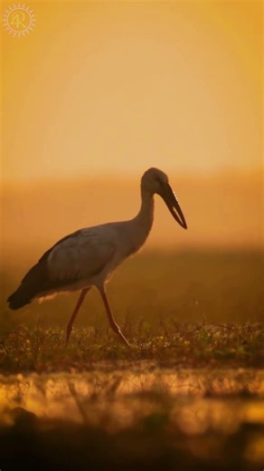 Exploring Rural Life | Beautiful Village Moments in 4K #wildlife #wildlifeentertainment