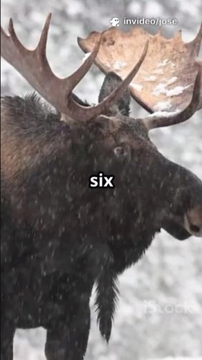 Moose vs Polar Bear — Arctic Heavyweights 🦌🐻