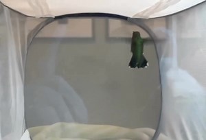 A ruby-throated hummingbird gave us a hover demonstration in slow motion. This was the greatest honor, of course, but it was also a relief to see this juvenile flying so well after colliding with a window on the Upper West Side. Yes, baby season has officially begun merging with window collision season in our least favorite Venn diagram ever! We’d really appreciate your help during our Summer Fledgling Fundraiser: bit.ly/wbfgrads2023 📽: Phyllis Tseng | Wild Bird Fund