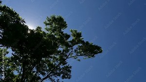 Bottom up view of sky, trees and sun during bike ride with camera in motion