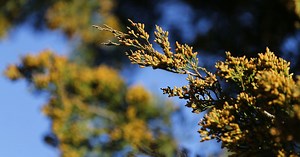 With the fifth-highest pollen count in the U.S., Dallas won't be pleasant for allergy sufferers