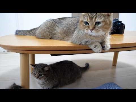 Whenever I take pictures of kittens, adorable cats gather around before I know it...