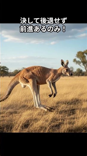 知っても得しないカンガルー雑学