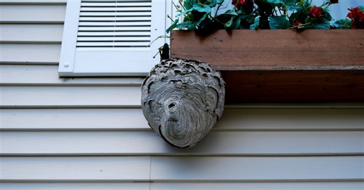 Learn the Differences Between Hornet and Wasp Nests