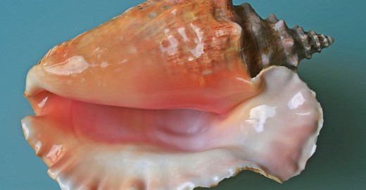 What’s So Bad About the C-Word?