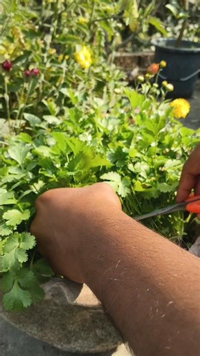 The Ultimate Guide to Harvesting Coriander (Cilantro)