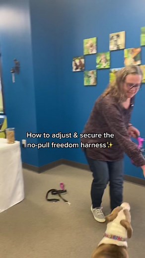 How to Easily Put on a Dog Harness: Step-by-Step Guide