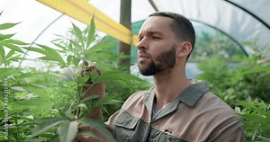 Plants, inspection and man farming in greenhouse for marijuana leaf production or hemp medicine. Agriculture, natural and farmer gardening cannabis for planting growth, weed harvest or small business