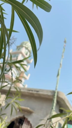 Jai Sachi Sarkar Di. #peer #peernigaha #jaipeerandi #jaipeeradi #shorts