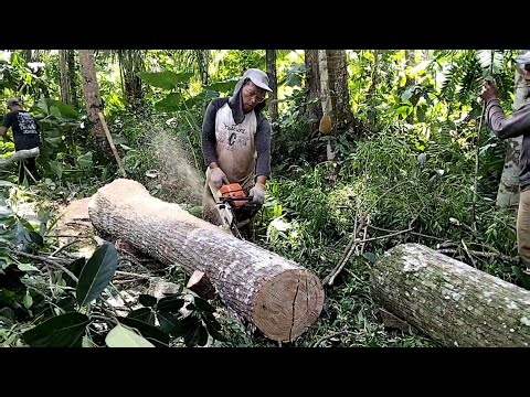 The Art of Precision: How Experts Fall Massive Trees Without a Hitch