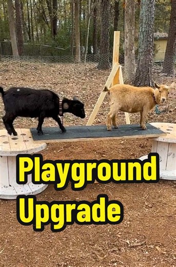 Goat Playground Ideas for Fun and Functionality