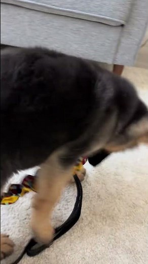 simone biles who #dog #doglover