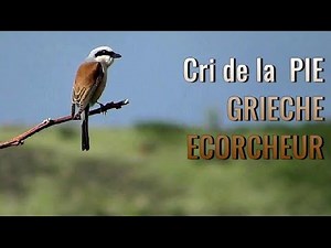 Cri de la PIE GRIECHE ECORCHEUR - Red-backed Shrike - Lanius collurio