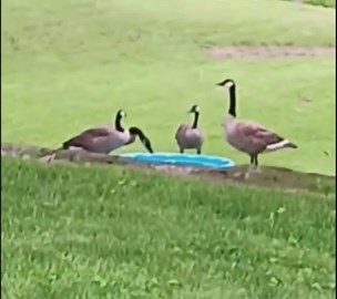 Goose runs around while others eat beside feeding bowl in Goshen, Indiana, USA