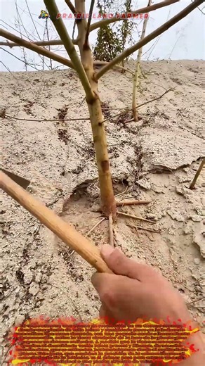 🌱 El tesoro enterrado: La extracción de una raíz medicinal