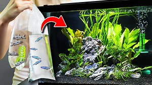 55 reactions | Stocking an aquarium with new fish can be a daunting task if you're not sure what you're looking for or what type of fish will work best in your tank. Lizzie leads us through her process of making sure her new planted aquarium is cycled and how she picks new fish to occupy different levels of the tank. #AquariumCoop | Aquarium Co-Op | Facebook