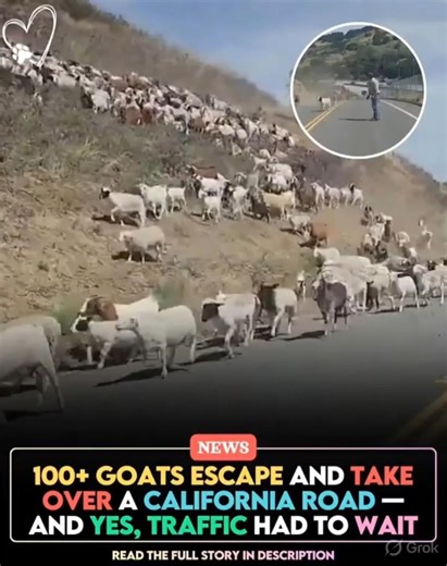 100 Goats Shut Down a Highway 😳🐐