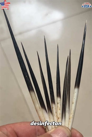 Porcupine Quill Collection Tips and Facts