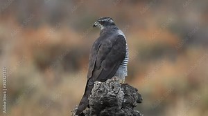 Northern goshawk adult female on a cork oak trunk in an oak and pine forest in the colors of autumn with the last lights of the day