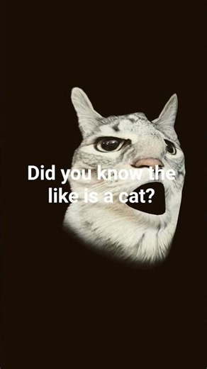 did u know if you sub i will sub to you? #cat