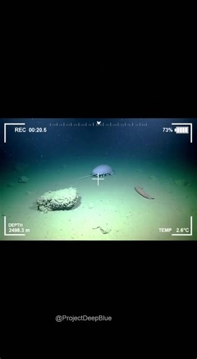 This species has survived for 300 million years. It was here b... #giantisopod #deepsea #prehistoric | Project Deep Blue